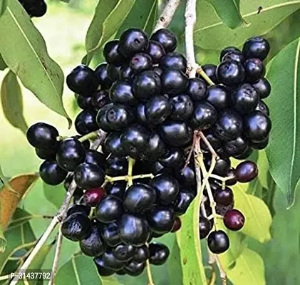 Natural Jamun Plant-thumb4