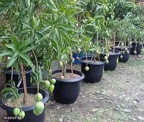 Mango Plant-thumb2