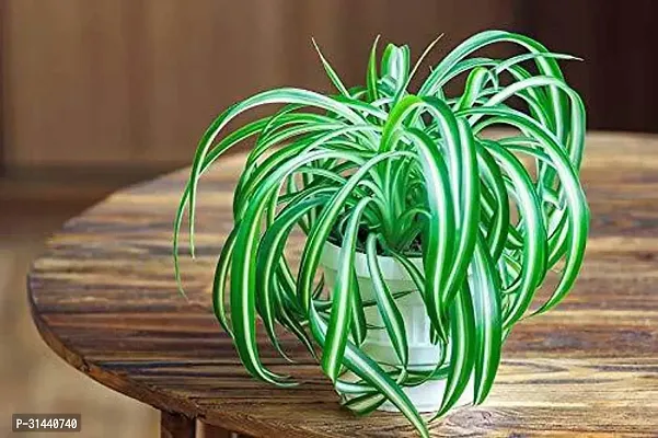 Natural Spider Plant-thumb0