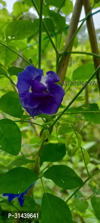 Natural Aparajita/ Butterfly Pea Plant-thumb0