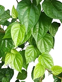 Natural Betel Leaf Plant-thumb2