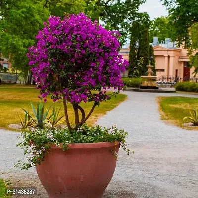 Natural Baugainvillea Plant-thumb0