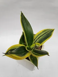 Natural Snake Plant With Pot-thumb2