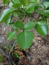 Red Sandalwood Plant-thumb1