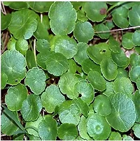 Natural Centella Plant-thumb3