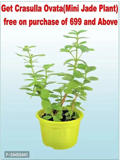 Natural Madhu Kamini Plant-thumb4