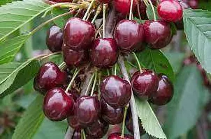 Natural Cherry Fruit Plant-thumb2