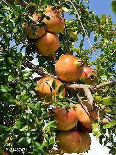 Natural Pomegranate Plant