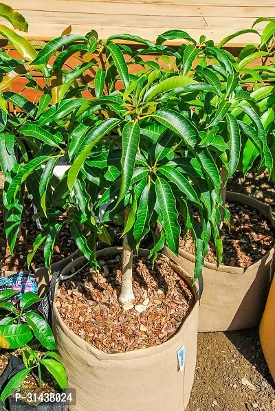 Natural Mango Plant-thumb2