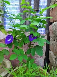 Natural Aparajita/ Butterfly Pea Plant-thumb1