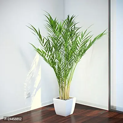 Natural Areca Palm-thumb0