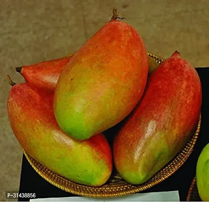 Natural Mango Plant