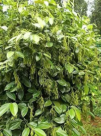 Natural Black Pepper Plant-thumb1