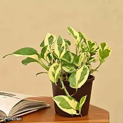 Natural Money Plant