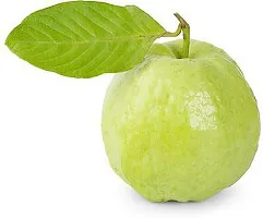 Natural Guava Plant-thumb1