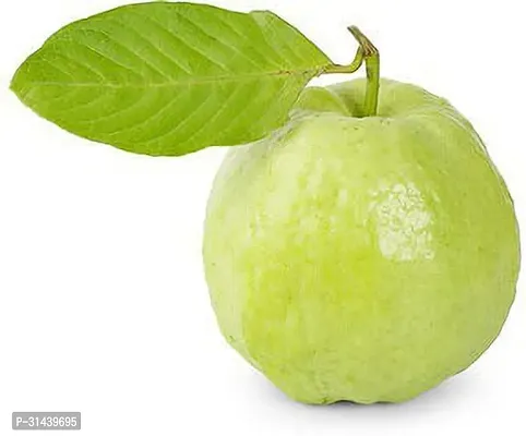 Natural Guava Plant-thumb2