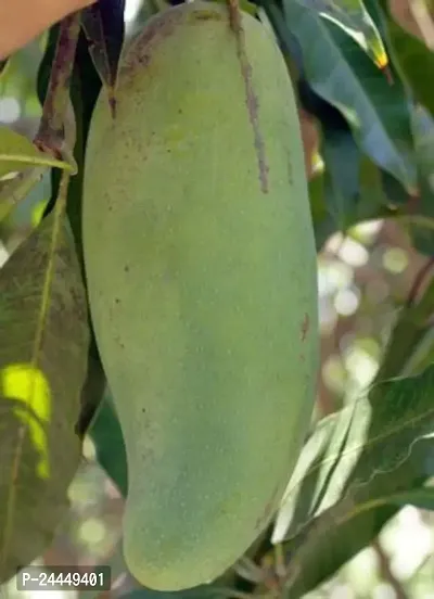 Natural Mango Plant-thumb0