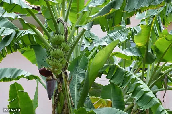 Natural Banana Plant-thumb0