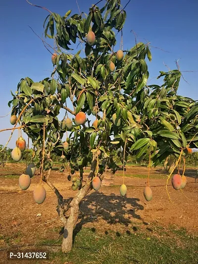 Natural Mango Plant-thumb0