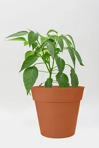 Natural Mirch/Chilli Plant-thumb3