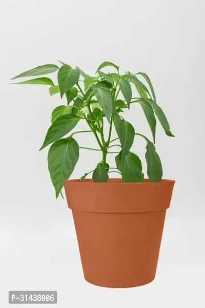 Natural Mirch/Chilli Plant-thumb4