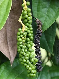 Natural Black Pepper Plant-thumb1