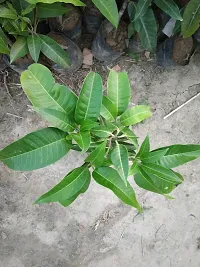 Natural Mango Plant-thumb1