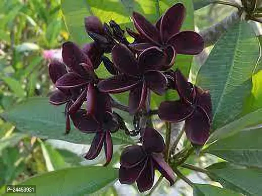 Natural Plumeria Plant