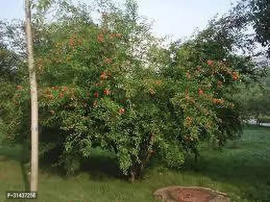 Natural Pomegranate Plant