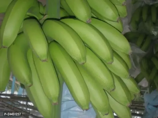 Natural Banana Plant