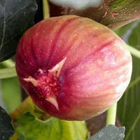 Natural Gular/Cluster Fig Plant-thumb1