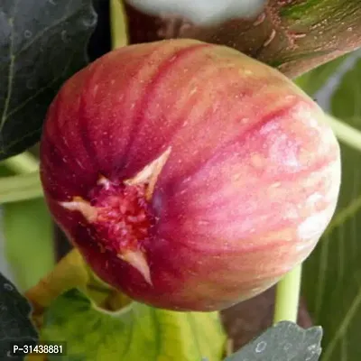 Natural Gular/Cluster Fig Plant-thumb2