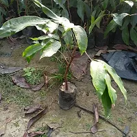 Natural Litchi Plant-thumb1