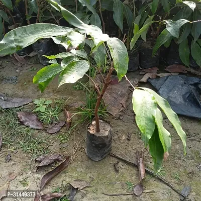 Natural Litchi Plant-thumb2