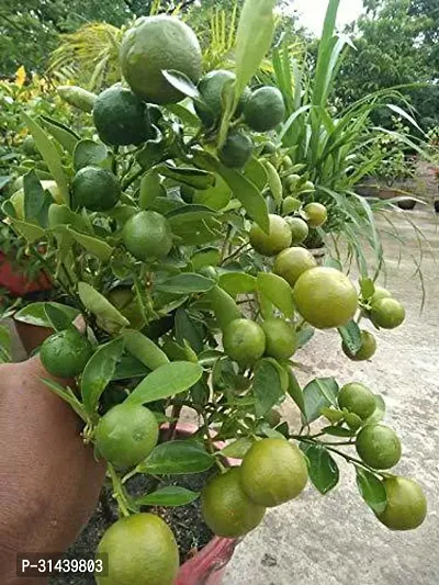 Natural Lemon Plant-thumb0