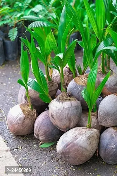 Natural Coconut Plant-thumb0