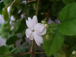 Natural Jasmine Plant-thumb1