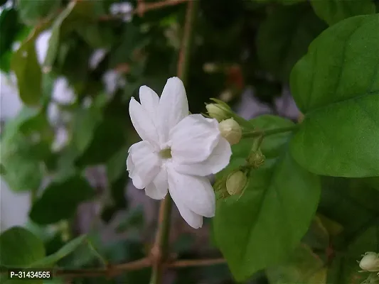 Natural Jasmine Plant-thumb2