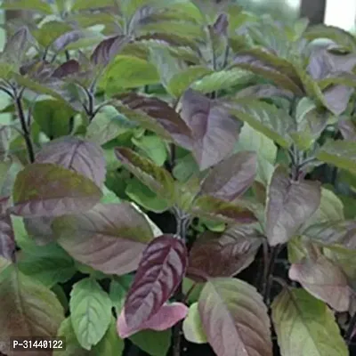 Natural Tulsi Plant-thumb0