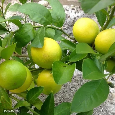 Natural Lemon Plant-thumb0