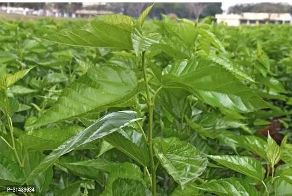 Natural Shahtoot/Mulberry Plant-thumb0