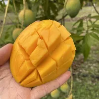 Natural Mango Plant-thumb1