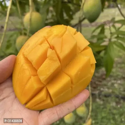 Natural Mango Plant-thumb2