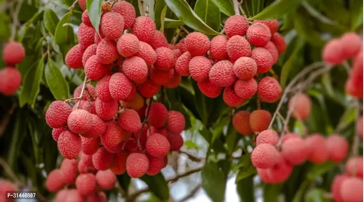 Natural Litchi Plant-thumb0