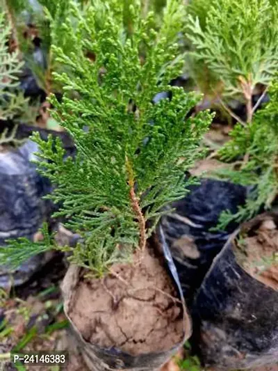 Platycladus/Morpankhi Plant-thumb0