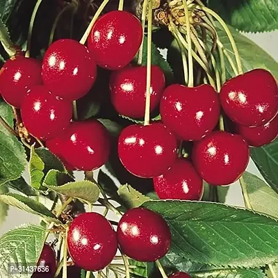 Natural Cherry Fruit Plant-thumb0