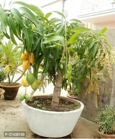 Natural Mango Plant-thumb0