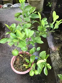 Lemon Plant-thumb1