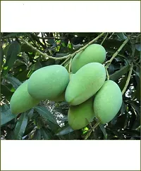 Natural Mango Plant-thumb3