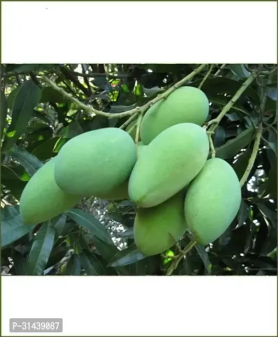 Natural Mango Plant-thumb4